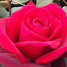 Picture of Double Fragrance Clg-Rose (8413)