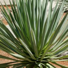 Dracaena Draco Picture of Dracaena Draco (12169)