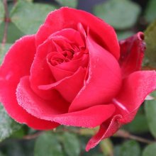 Dublin Bay Std 80cm-Rose Picture of Dublin Bay Std 80cm-Rose (6322)