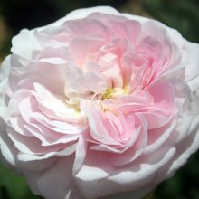 Duchesse de Montebello-Rose Picture of Duchesse de Montebello-Rose (1748)