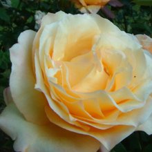 Dutch Gold-Rose Picture of Dutch Gold-Rose (1753)