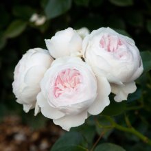 Picture of Earth Angel Std 45cm-Rose (30178)
