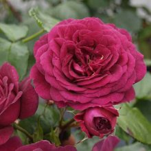 Ebb Tide-Rose Picture of Ebb Tide-Rose (1762)