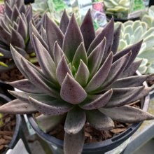 Echeveria Black Knight Picture of Echeveria Black Knight (29566)
