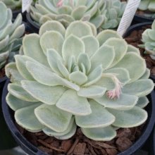 Echeveria Elegans Picture of Echeveria Elegans (29567)