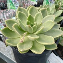 Echeveria Green Water Lily Picture of Echeveria Green Water Lily (11125)