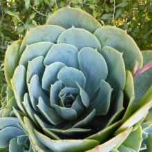 Echeveria Secunda Picture of Echeveria Secunda (11871)