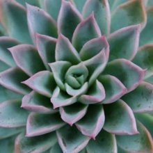 Echeveria Violet Queen Picture of Echeveria Violet Queen (8814)