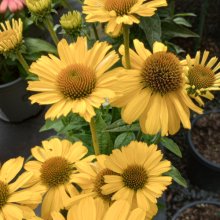 Echinacea Moodz Amaze Picture of Echinacea Moodz Amaze (30607)