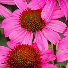 Echinacea Moodz Cozy Picture of Echinacea Moodz Cozy (11696)