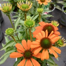 Picture of Echinacea Moodz Fearless (30817)