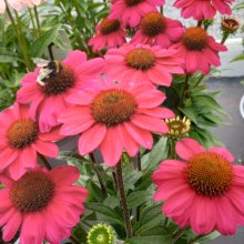 Picture of Echinacea Moodz Flirty (30818)