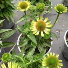 Echinacea Moodz Jealousy Picture of Echinacea Moodz Jealousy (30201)