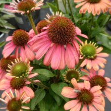 Echinacea Moodz Mediation Picture of Echinacea Moodz Mediation (29798)