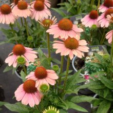 Echinacea Moodz Motivation Picture of Echinacea Moodz Motivation (29799)