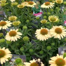 Echinacea Moodz Peace Picture of Echinacea Moodz Peace (29800)