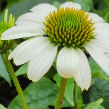 Echinacea Pow Wow White Picture of Echinacea Pow Wow White (9533)