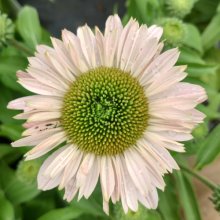 Picture of Echinacea Sunseekers Blush (30999)