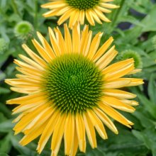 Picture of Echinacea Sunseekers Citrus (31000)