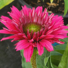 Picture of Echinacea Sunseekers Fuchsia (30279)