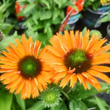 Picture of Echinacea Sunseekers Mineola (31001)