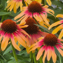 Picture of Echinacea Tequila Sunrise (30043)