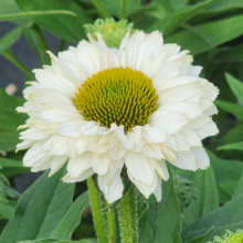 Picture of Echinacea White Perfection (30281)