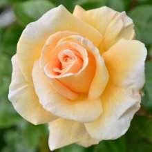 Effervescence Clg-Rose Picture of Effervescence Clg-Rose (29758)