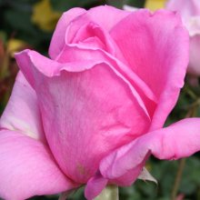 Eiffel Tower-Rose Picture of Eiffel Tower-Rose (1776)