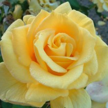 El Dorado-Rose Picture of El Dorado-Rose (1778)