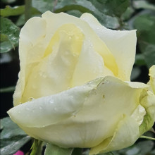 Elina-Rose Picture of Elina-Rose (1782)