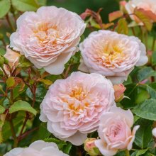 Picture of Emily Bronte-Rose (30368)