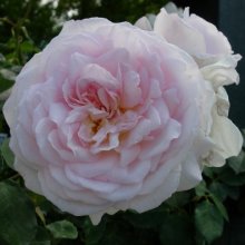 Emilys Rose Clg-Rose Picture of Emilys Rose Clg-Rose (1790)