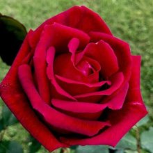 Ena Harkness Clg-Rose Picture of Ena Harkness Clg-Rose (1794)
