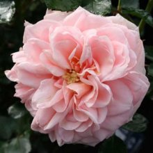 Enchantment Std 35 to 45cm-Rose Picture of Enchantment Std 35 to 45cm-Rose (29011)