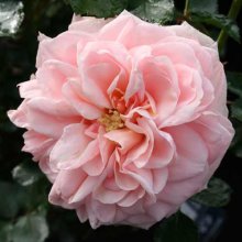 Enchantment-Rose Picture of Enchantment-Rose (1795)