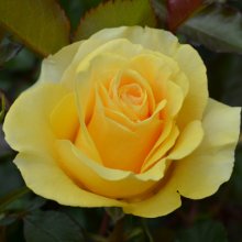 Endless Summer-Rose Picture of Endless Summer-Rose (30563)