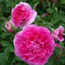 Englands Rose Std 80cm-Rose Picture of Englands Rose Std 80cm-Rose (10231)