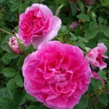 Picture of Englands Rose-Rose (9486)