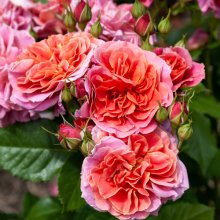 Enigma Std 80cm-Rose Picture of Enigma Std 80cm-Rose (29407)