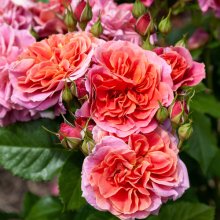 Enigma-Rose Picture of Enigma-Rose (29394)
