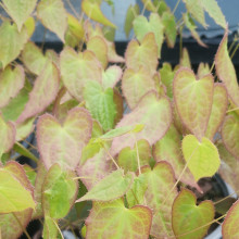 Epimedium Grandiflora Picture of Epimedium Grandiflora (30411)