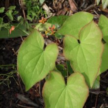 Epimedium Soft Apricot Picture of Epimedium Soft Apricot (30412)