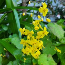 Epimedium Wisley Picture of Epimedium Wisley (30413)