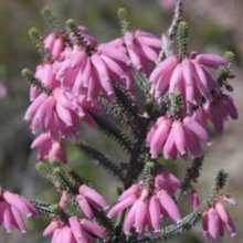 Erica Bauera Pink Picture of Erica Bauera Pink (10993)