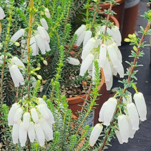 Erica Bauera White Picture of Erica Bauera White (11548)