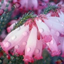 Erica Cerinthoides Pink Picture of Erica Cerinthoides Pink (11908)
