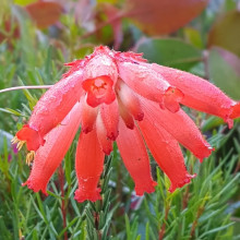 Erica Cerinthoides Red Picture of Erica Cerinthoides Red (29550)