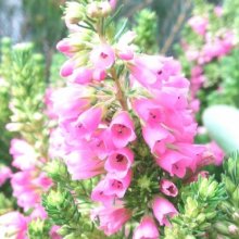 Erica Conica Compact Picture of Erica Conica Compact (11550)
