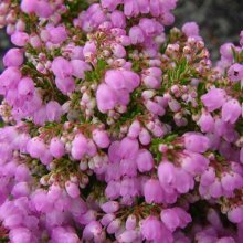 Erica Melanthera Picture of Erica Melanthera (11538)